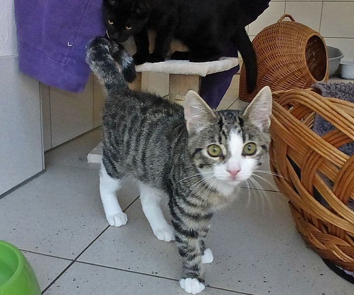 Foto von Aufgeschlossene kleine Abby