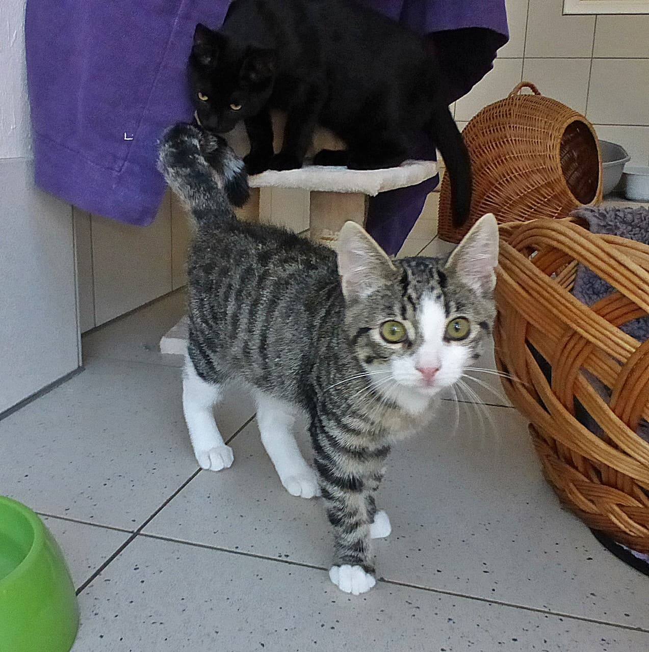 Foto von Aufgeschlossene kleine Abby