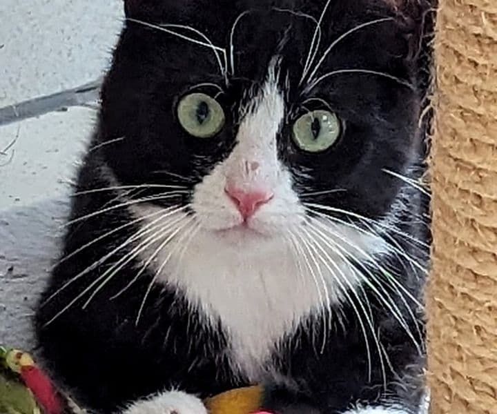 Foto von hübscher Jungkater Ace