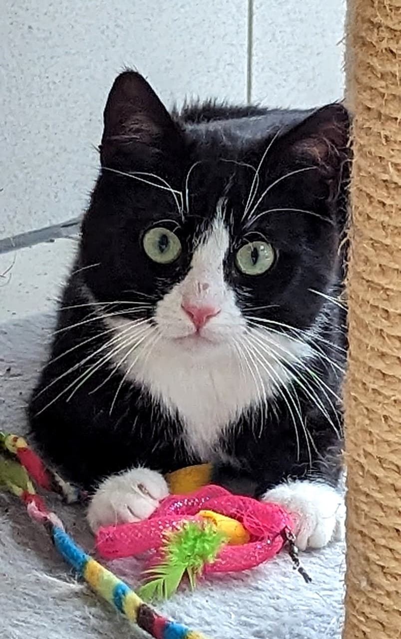 Foto von hübscher Jungkater Ace