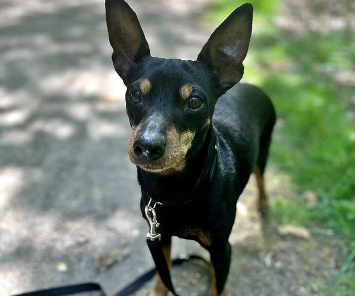 Foto von kleine süße Ada