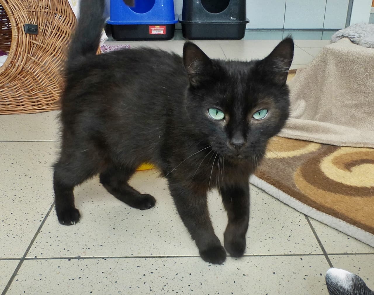 Foto von kleiner Kater Aggroli