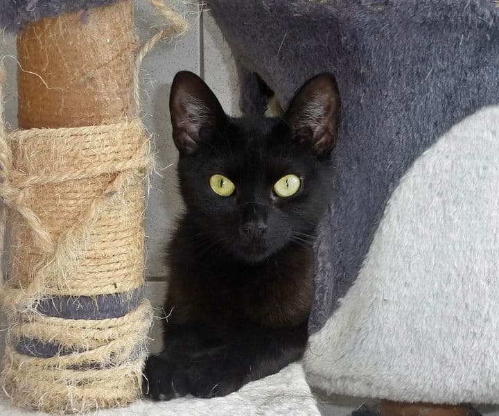 Foto von sensibler Jungkater Ajax (Coronavirus-Träger)
