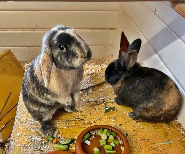 Foto von Albin und Danny sind dem Feuer entkommen
