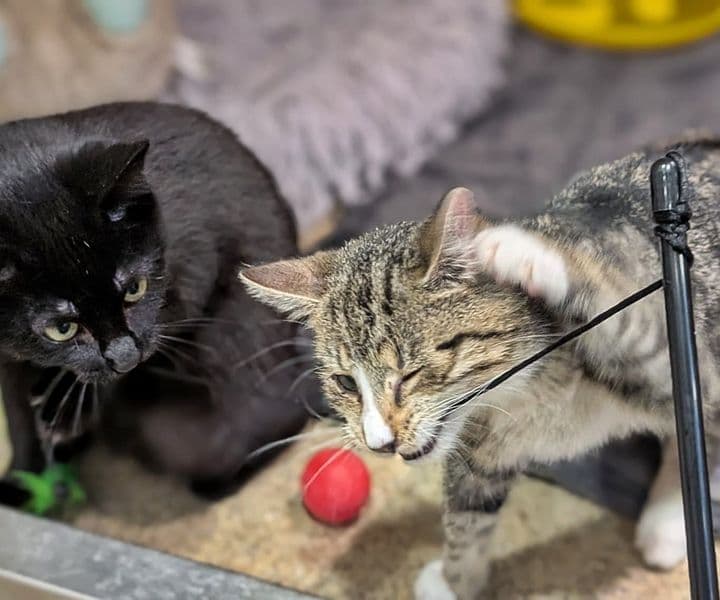 Foto von Alfira und Wyll, unser verspieltes Paar