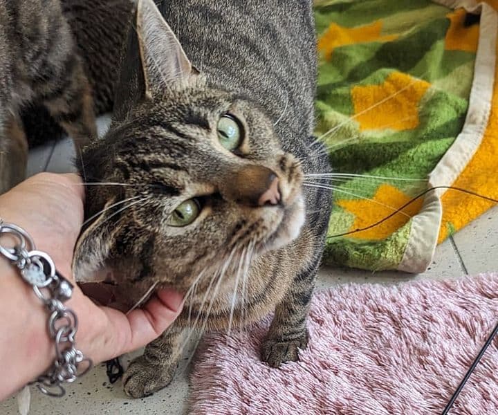 Foto von Tigerin Alicia - von der Schattenkatze zur Schmusekatze (mit Video)