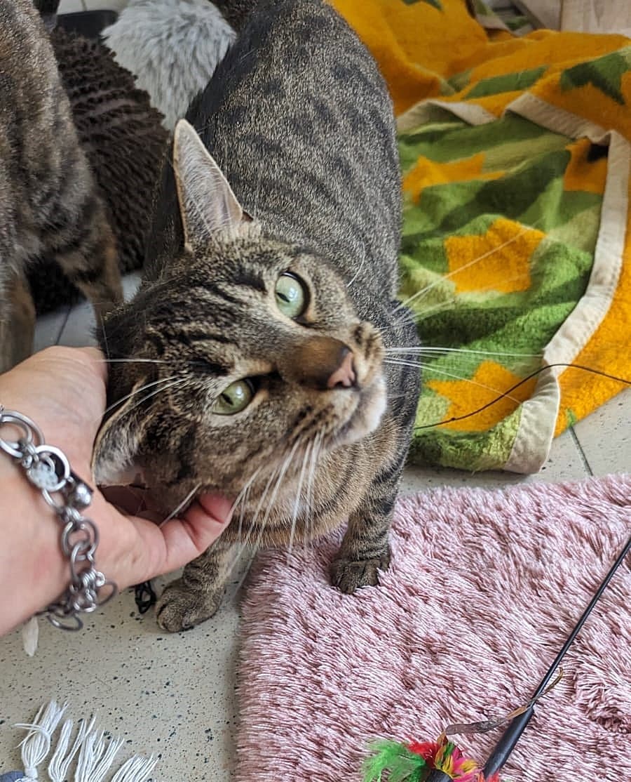 Foto von Tigerin Alicia - von der Schattenkatze zur Schmusekatze (mit Video)