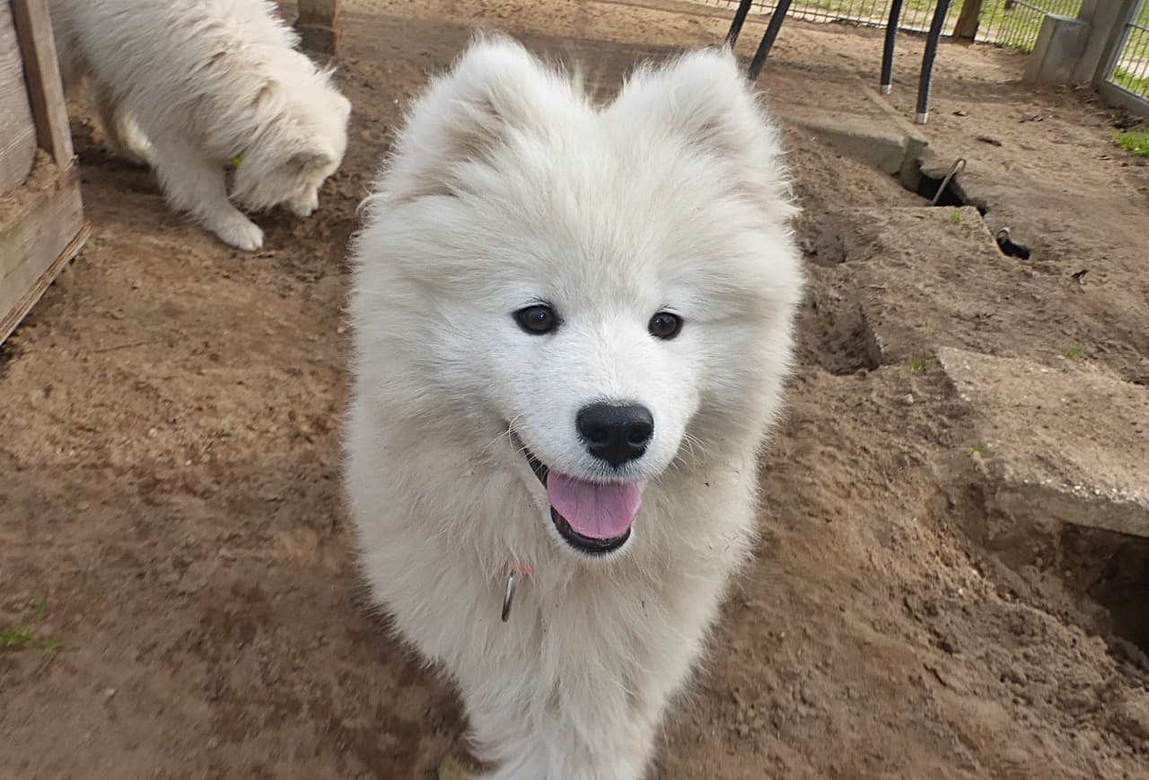 Foto von die kleine Ally wurde ausgesetzt