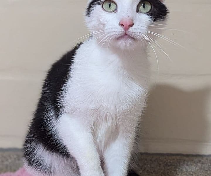 Foto von Junge Katzenmama Alma