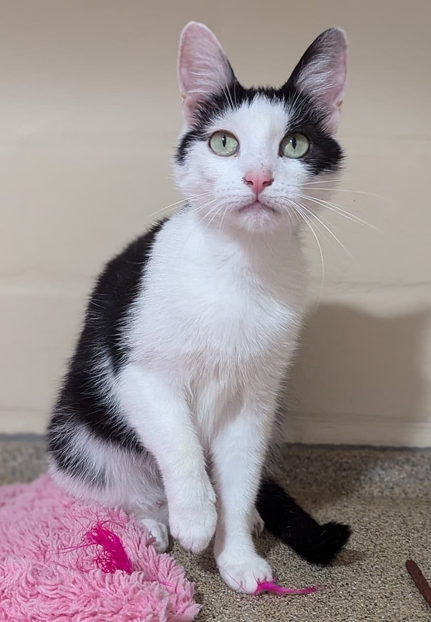 Foto von Junge Katzenmama Alma