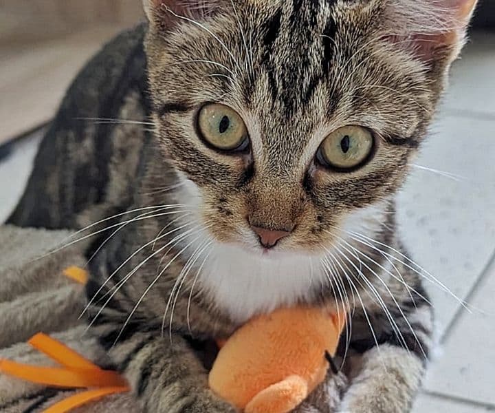 Foto von Alva, unser aufgewecktes Katzenmädchen
