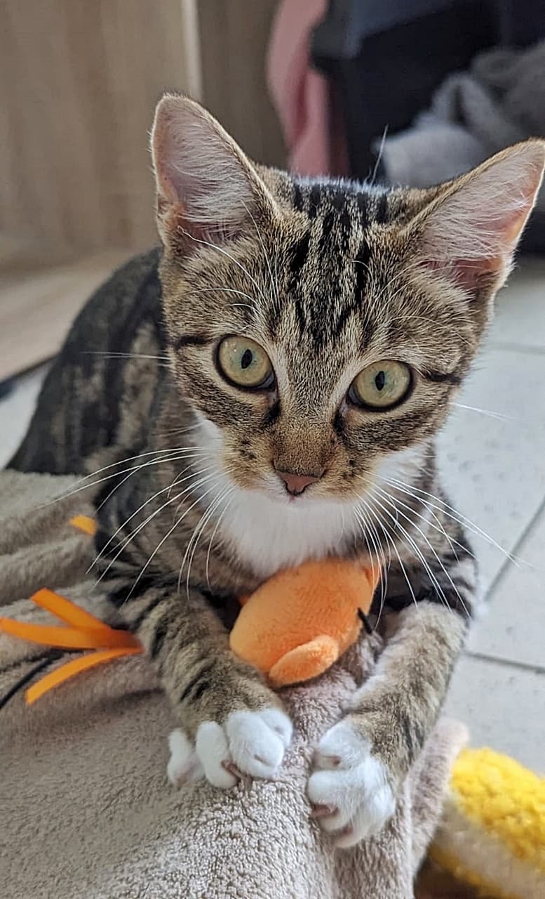 Foto von Alva, unser aufgewecktes Katzenmädchen