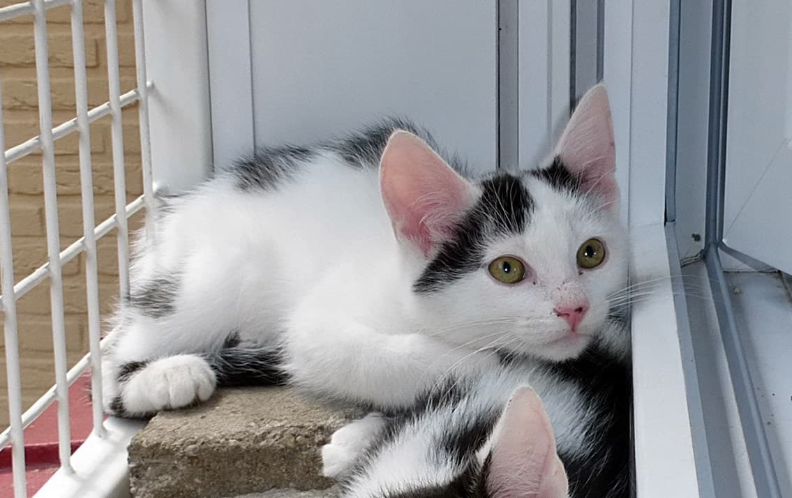 Foto von Schüchterner Alwin (feliner Coronaträger)
