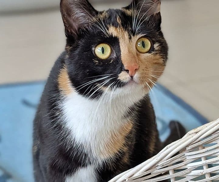 Foto von junge Glückskatze Amy