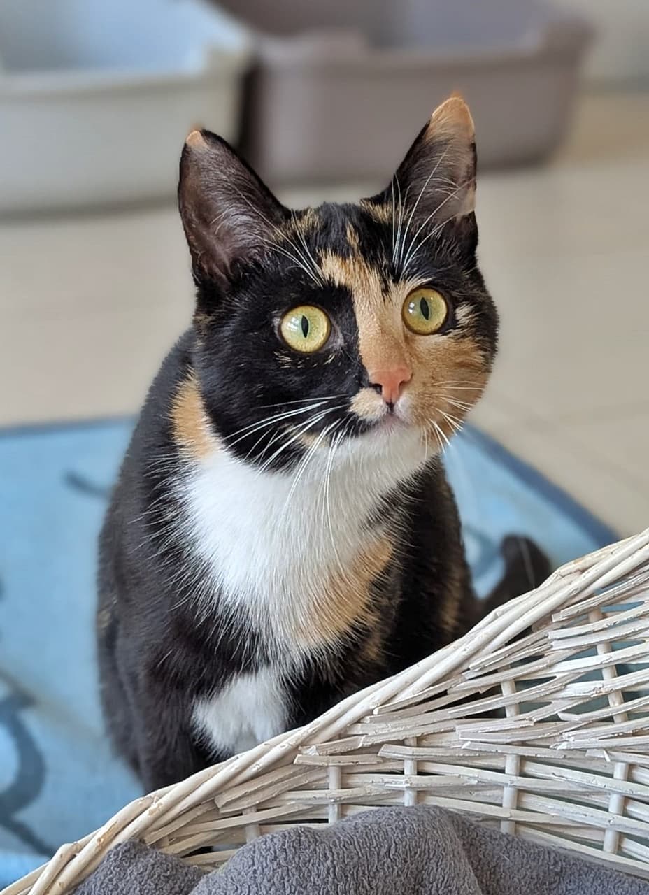 Foto von junge Glückskatze Amy