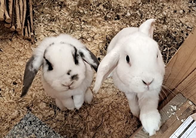 Foto von Unser Kaninchenduo Lennard und Amy möchte gemeinsam umziehen