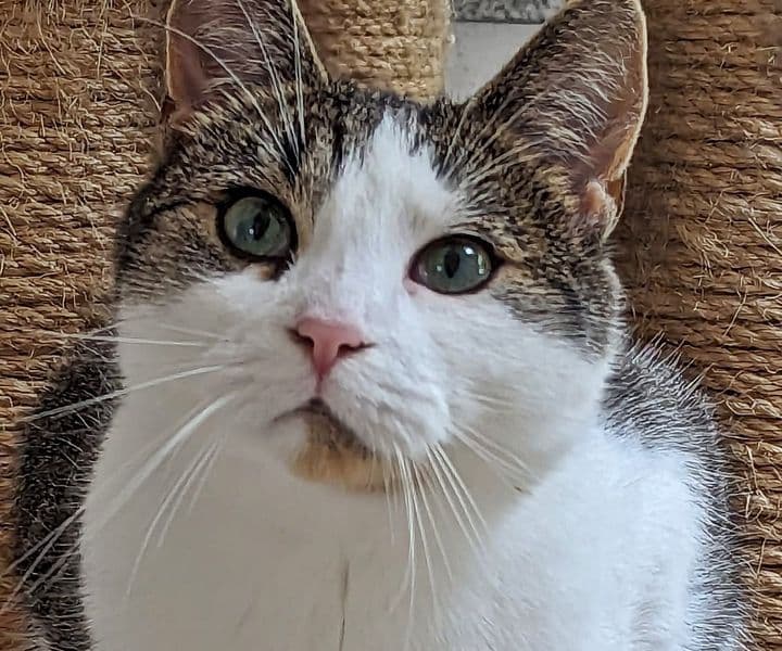 Foto von Geduldiges Zuhause für Ana gesucht