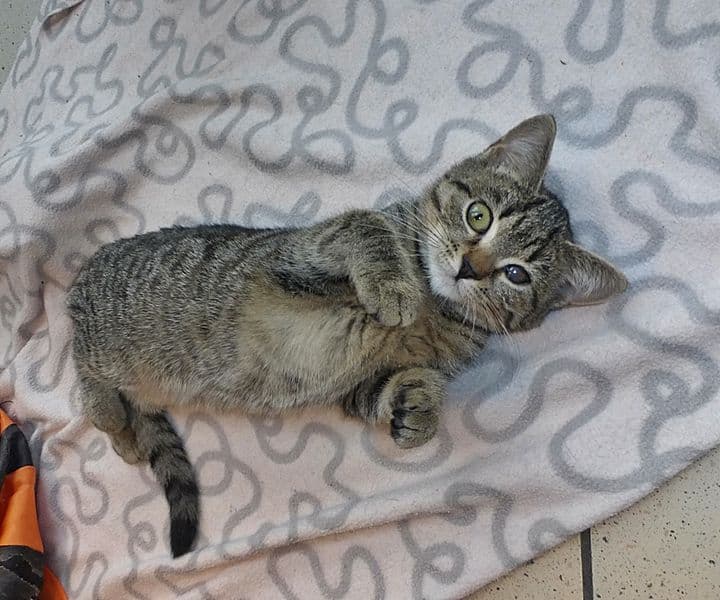 Foto von Tigermädchen Anastasia