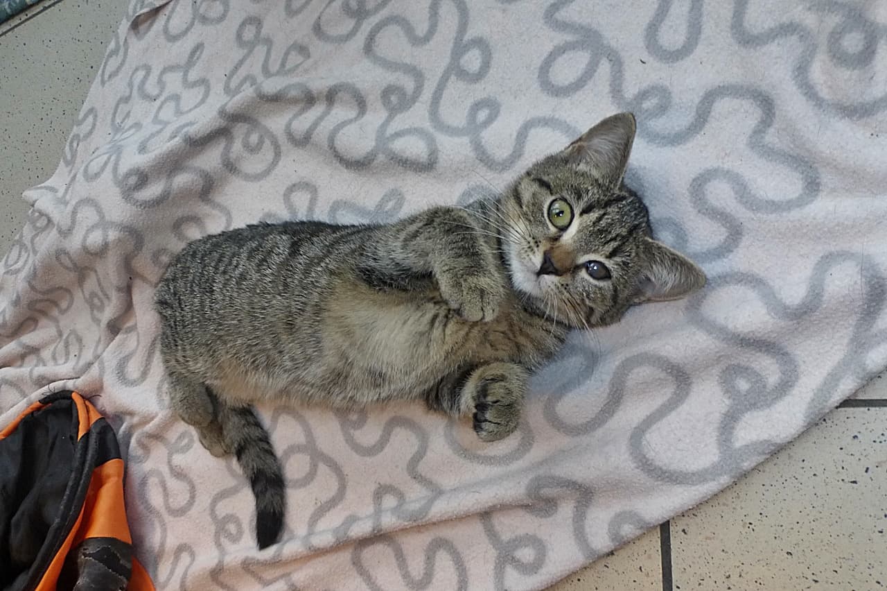 Foto von Tigermädchen Anastasia