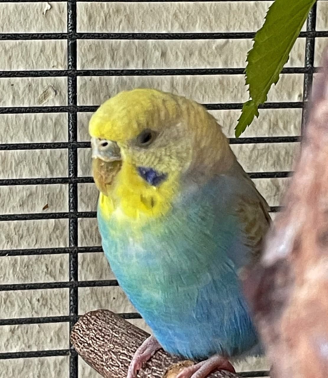 Foto von die schöne Annabelle