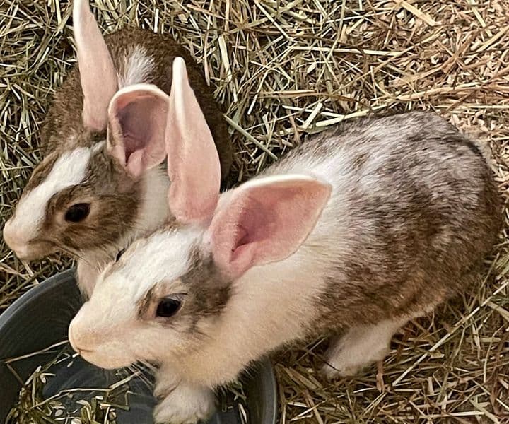 Foto von Anni und Leni, unsere zutraulichen Jung-Bunnies