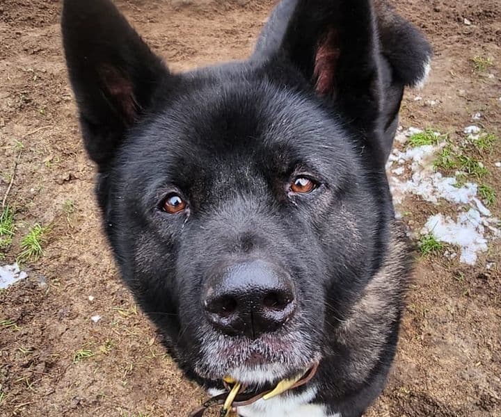 Foto von Ares - ein Akita für Kenner