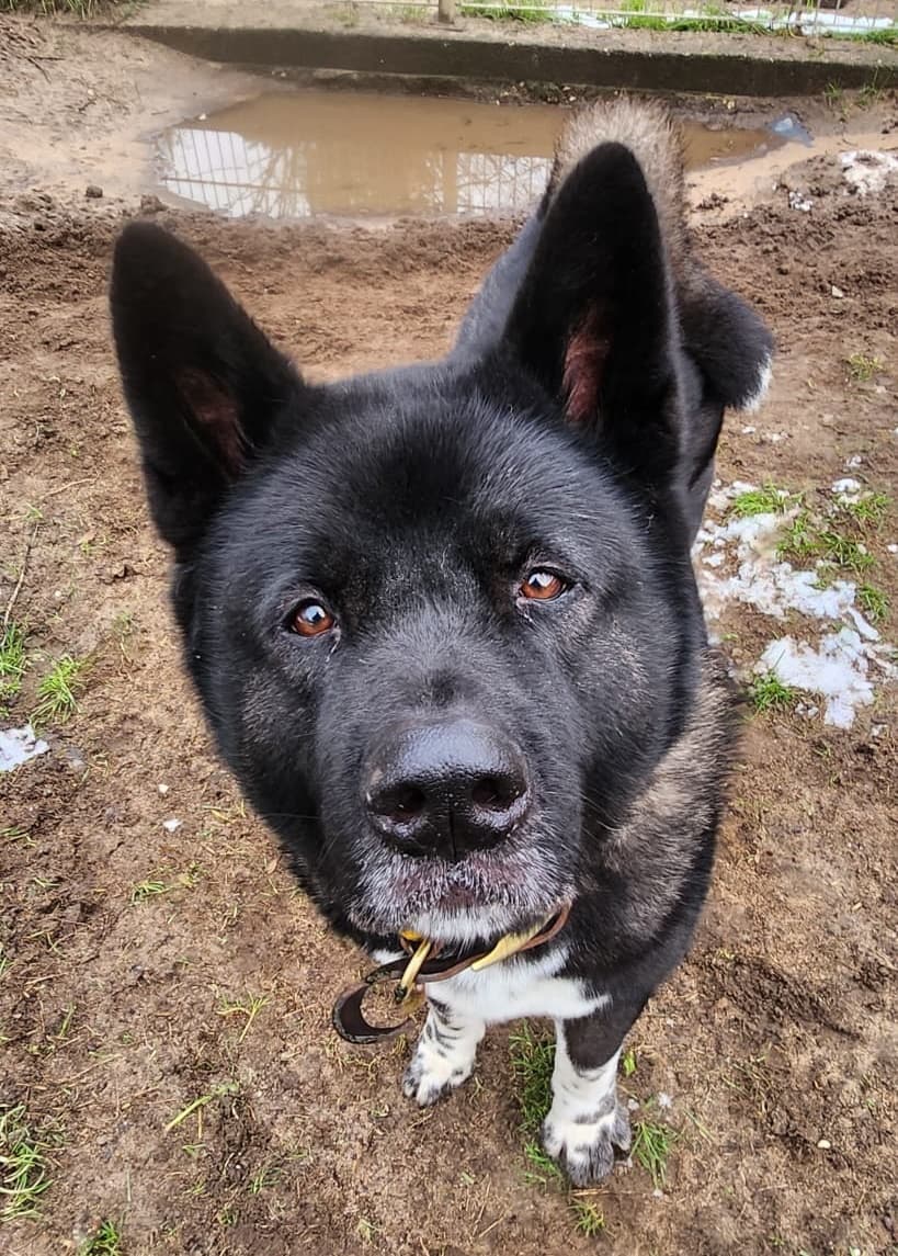 Foto von Ares - ein Akita für Kenner