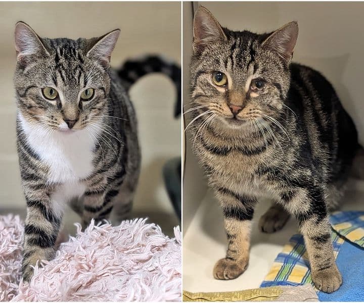 Foto von süßer Jungkater Ares (mit Artemis)