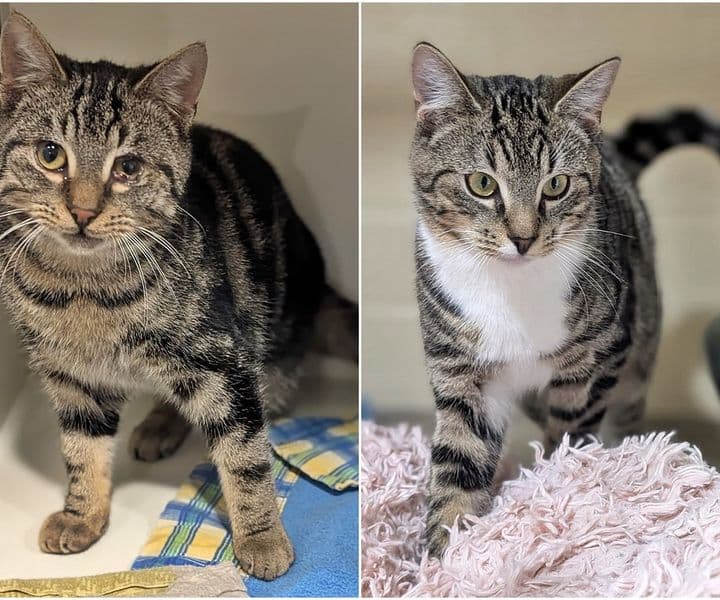 Foto von verspielter Jungkater Artemis (mit Ares)