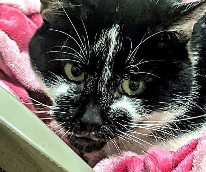 Foto von Aslan, unser "Teddy"