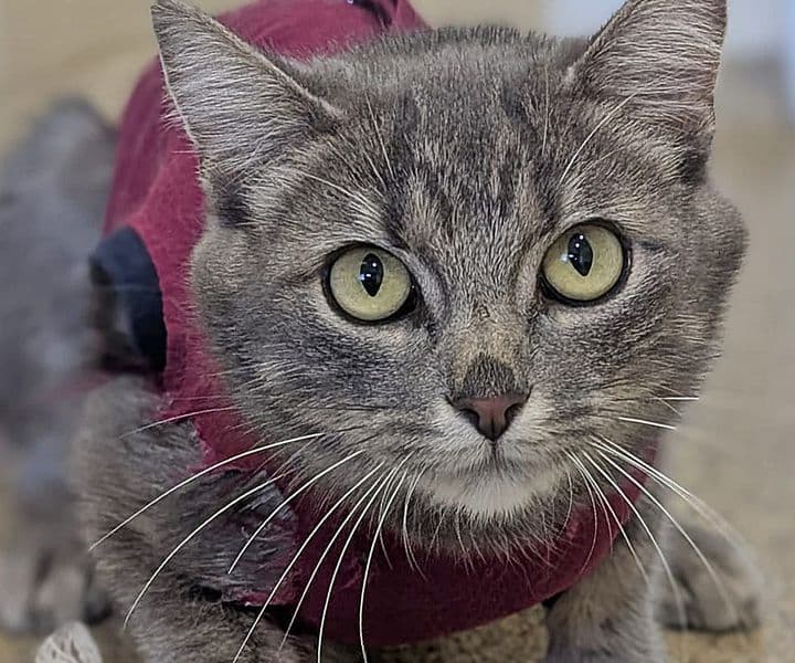 Foto von süße Katzenmama Athena