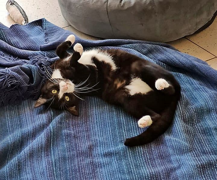 Foto von selbstbewusste Aurelia