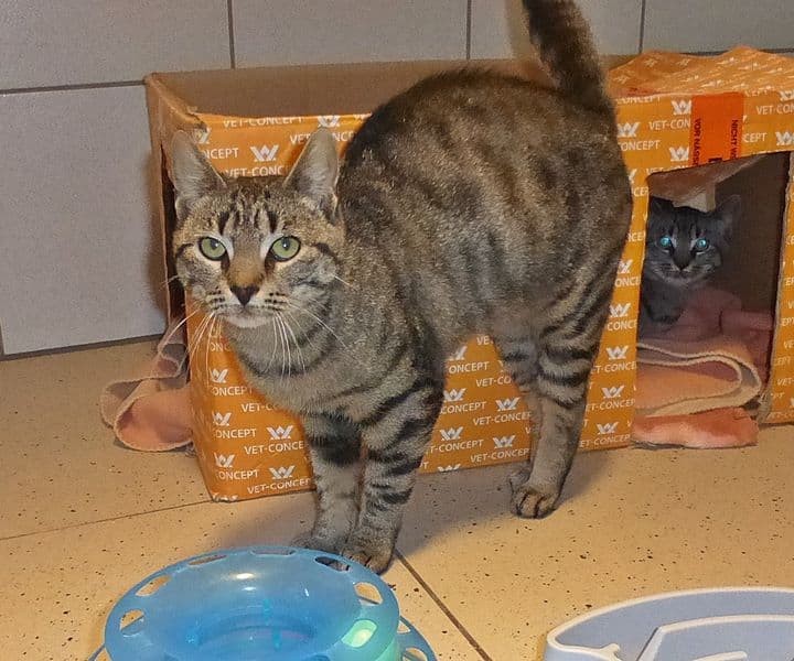 Foto von freundliche Mutter Aurora