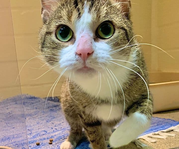 Foto von Schmusekater Balboa