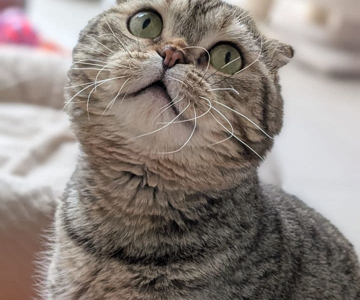 Foto von verschmuster Faltohrkater Balduran