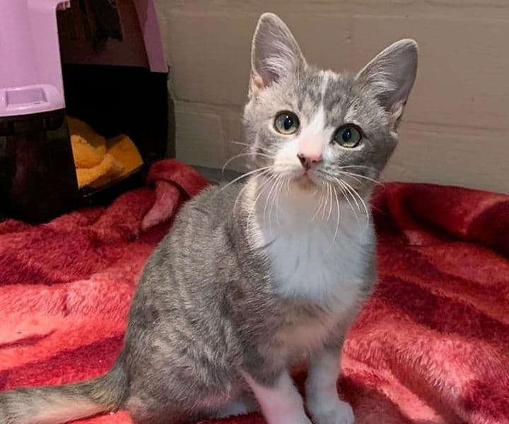 Foto von kleine Prinzessin Bali