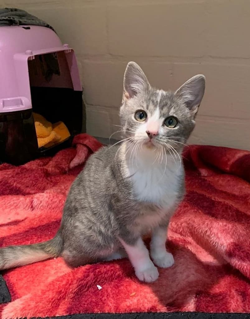 Foto von kleine Prinzessin Bali