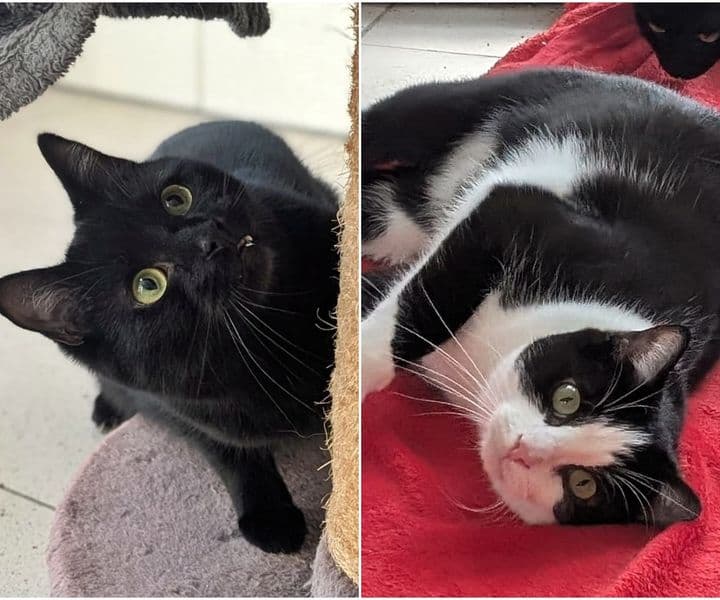 Foto von Baloo und King müssen noch Mut entwickeln (mit Videos)