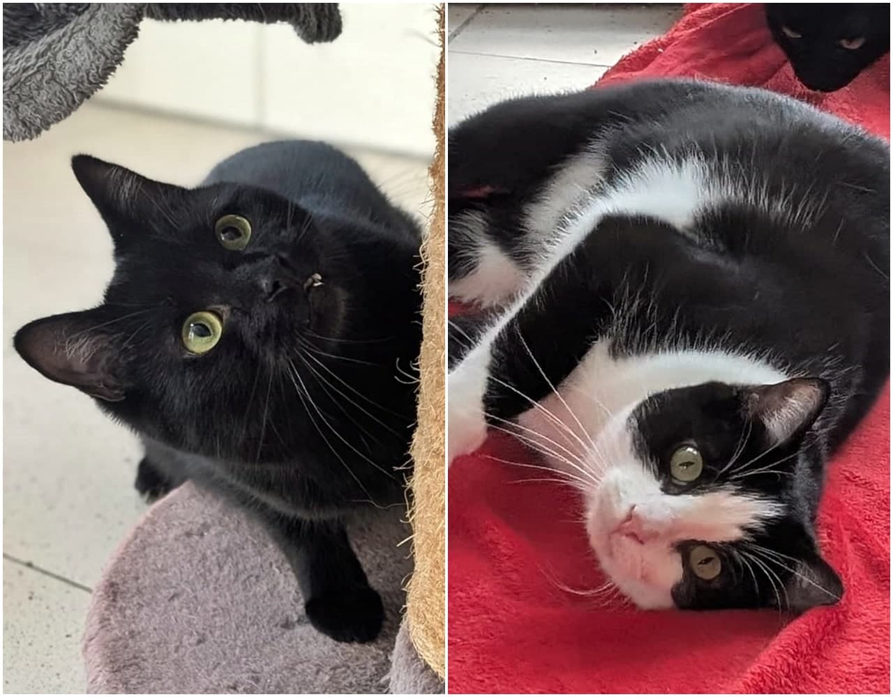 Foto von Baloo und King müssen noch Mut entwickeln (mit Videos)