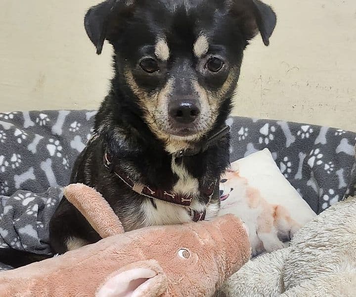 Foto von der kleine verlorene Balu