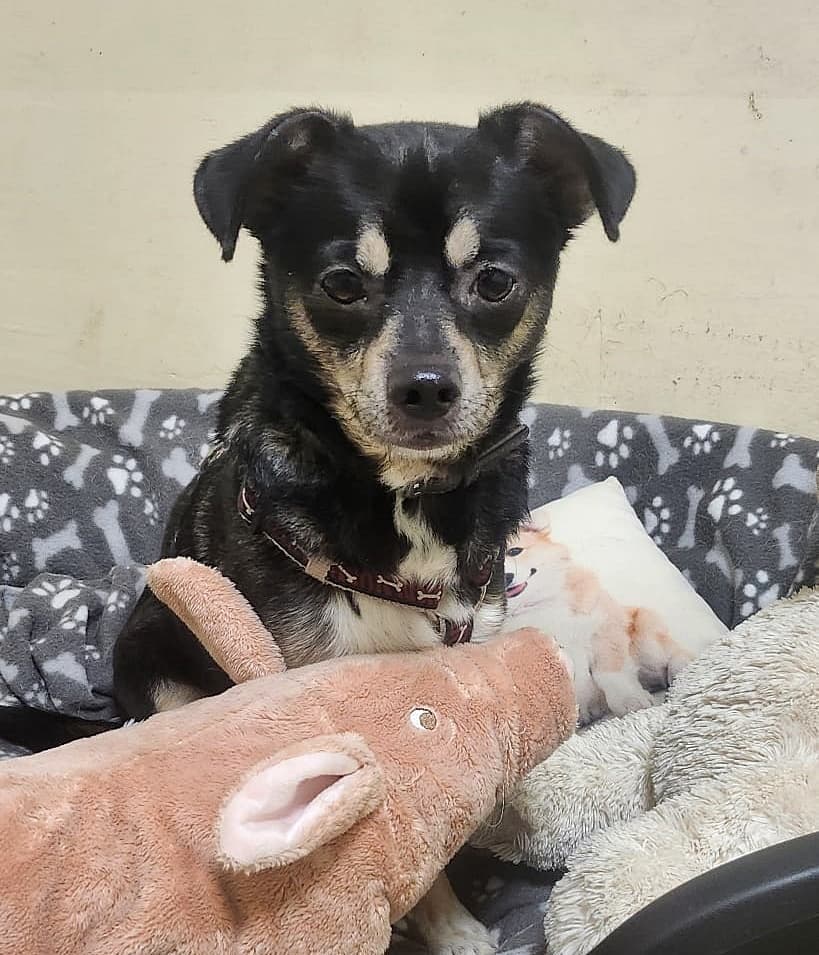 Foto von der kleine verlorene Balu