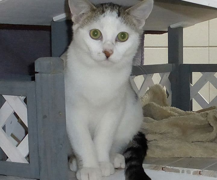 Foto von niedlicher Bam
