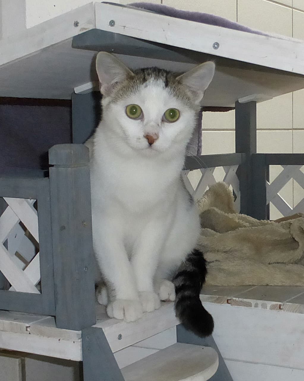 Foto von niedlicher Bam