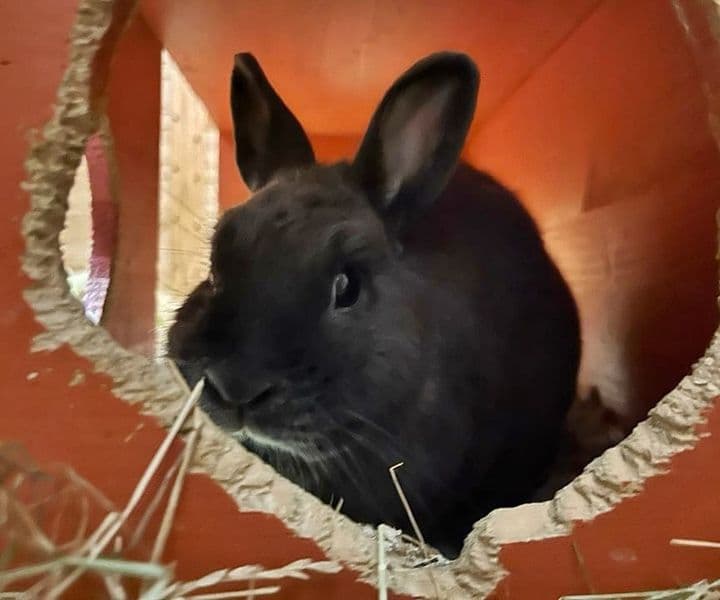 Foto von Witwer Barney hat Kaninchenschnupfen