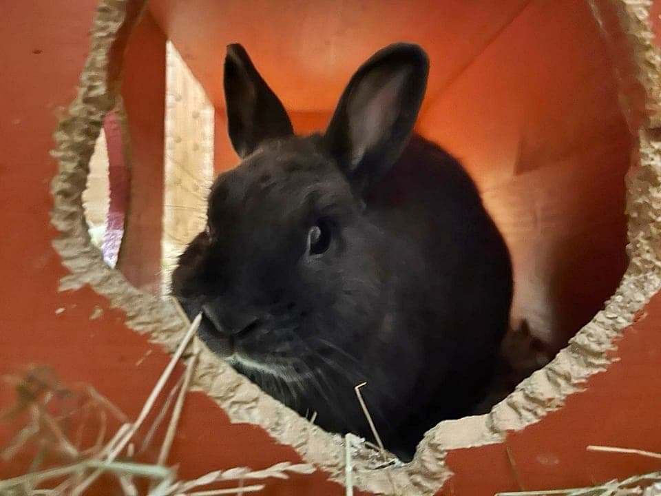 Foto von Witwer Barney hat Kaninchenschnupfen