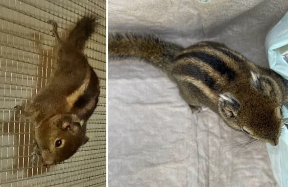 Wer vermisst dieses Baumstreifenhörnchen?