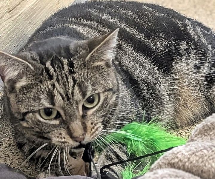 Foto von Beelzebub sucht Zuhause mit Einfühlungsvermögen (feline Coronavirus-Trägerin) - gemeinsam mit Kiwi