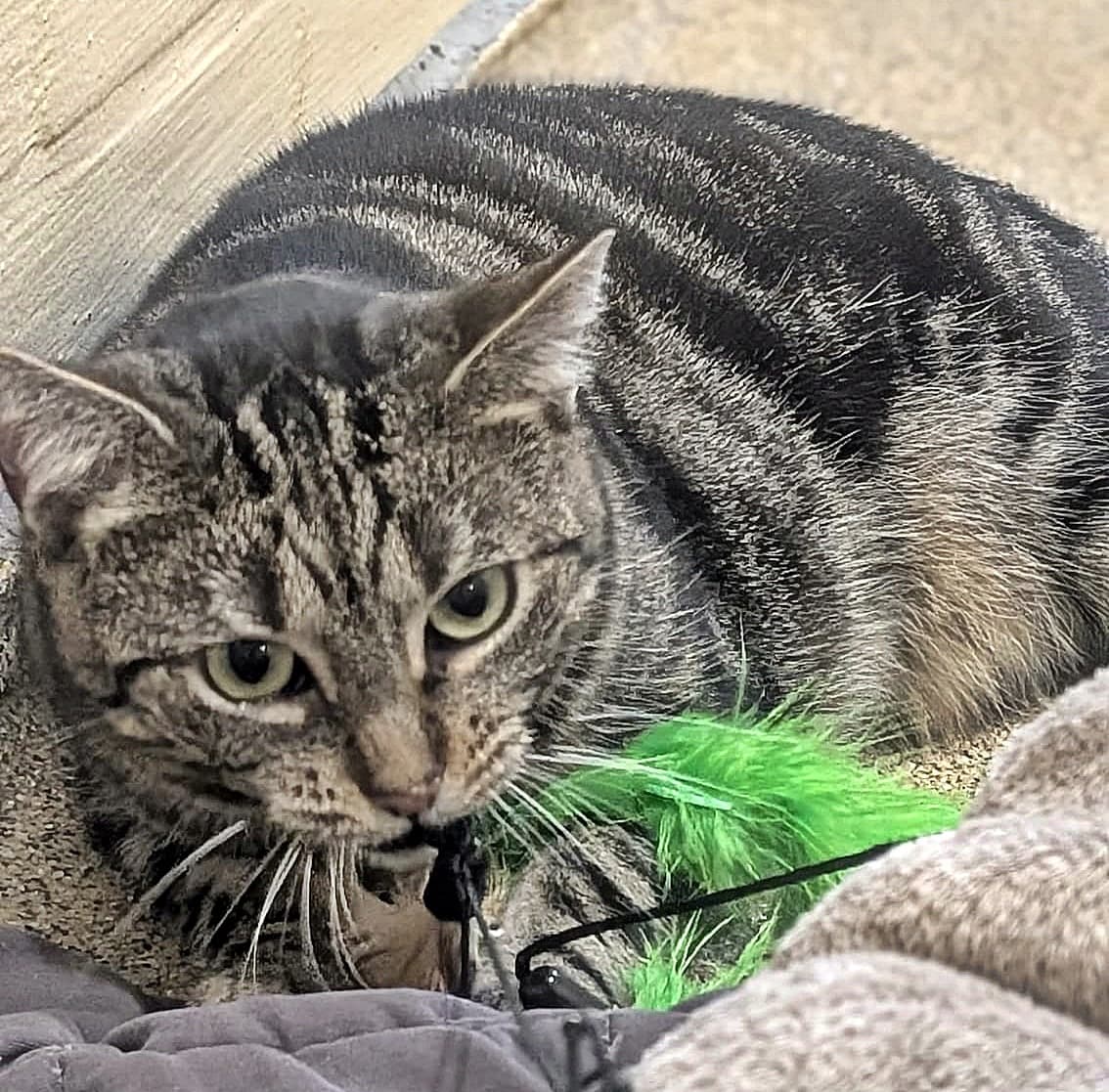 Foto von Beelzebub sucht Zuhause mit Einfühlungsvermögen (feline Coronavirus-Trägerin) - gemeinsam mit Kiwi
