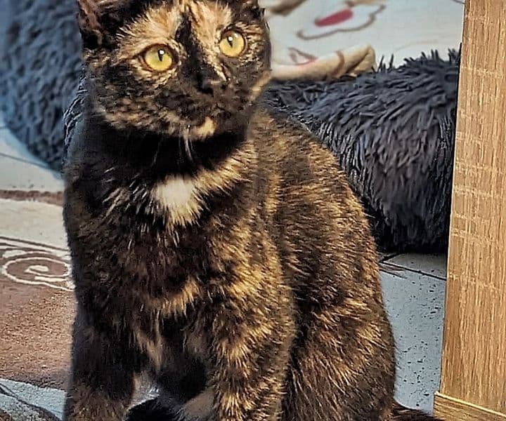 Foto von schöne Schildpattkatze Bella