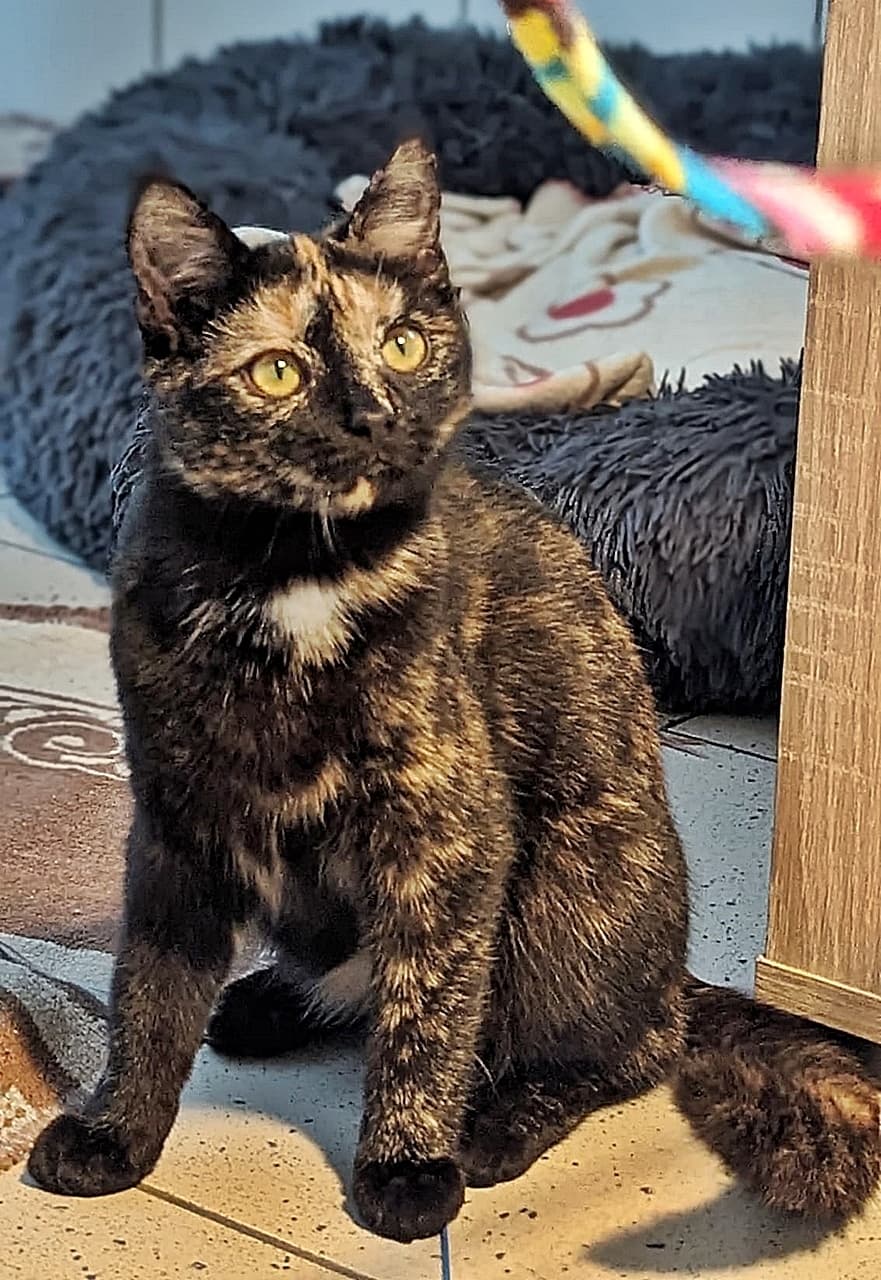 Foto von schöne Schildpattkatze Bella